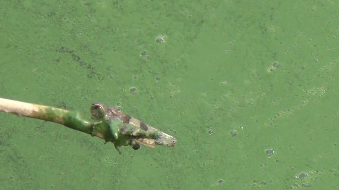 Kars Baraj Gölü Yeşile Büründü, Etrafa Pis Kokular Yayıldı