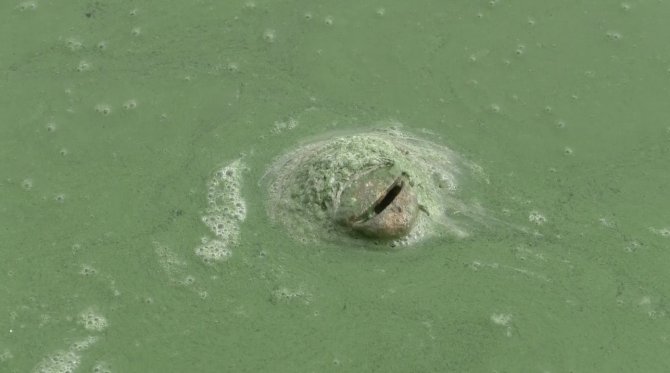 Kars Baraj Gölü Yeşile Büründü, Etrafa Pis Kokular Yayıldı