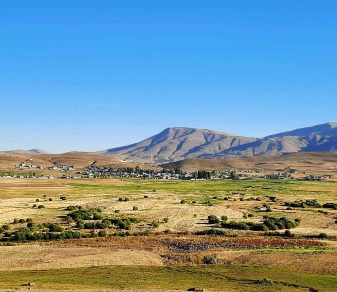 Kuruyan Baraj Alanında 300 Dönüm Söğüt Ormanlığı Oluştu