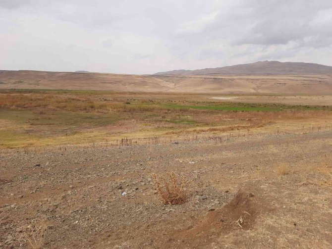 Kuruyan Baraj Alanında 300 Dönüm Söğüt Ormanlığı Oluştu