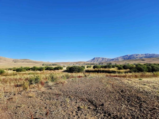 Kuruyan Baraj Alanında 300 Dönüm Söğüt Ormanlığı Oluştu