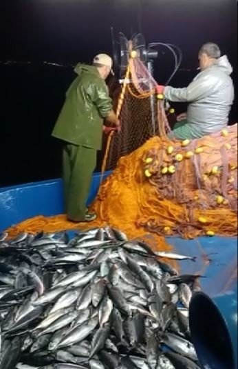 Kasa Kasa Palamutla Dönüyorlar: Karadeniz Bereketi