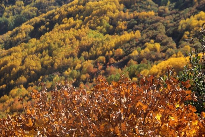 Erzincan’da Sonbaharda Renk Cümbüşü