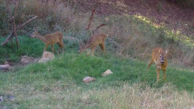 Yaban Hayatı Fotokapanla Görüntülendi