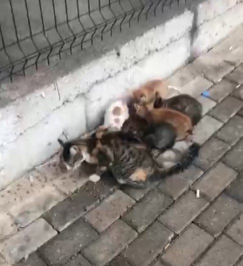 İ̇lkokul Öğrencisinin Dikkati 4 Yavru Kediyi Ölümden Kurtardı