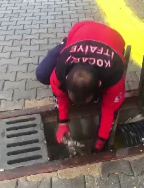 İ̇lkokul Öğrencisinin Dikkati 4 Yavru Kediyi Ölümden Kurtardı