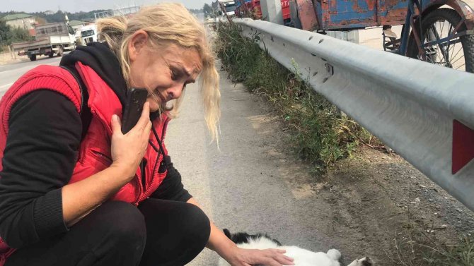 Tırın Ezdiği Köpek Telef Oldu, Mahalle Sakinleri Gözyaşlarını Tutamadı