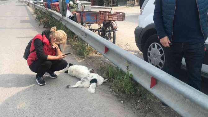 Tırın Ezdiği Köpek Telef Oldu, Mahalle Sakinleri Gözyaşlarını Tutamadı