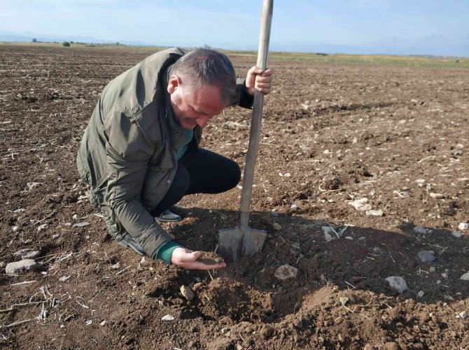 Beyşehir’de Ekin Kambur Böceği Araştırması