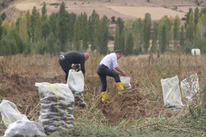 Mor Patatesin Hasadı Yapıldı