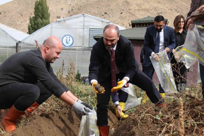 Mor Patatesin Hasadı Yapıldı