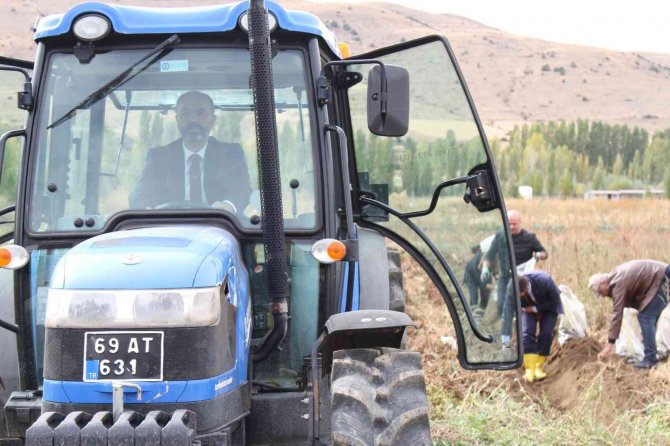 Mor Patatesin Hasadı Yapıldı