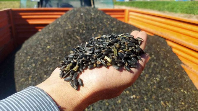 Diğer Ürünlere Göre Maliyeti Düşük, Hasadı Devam Ediyor