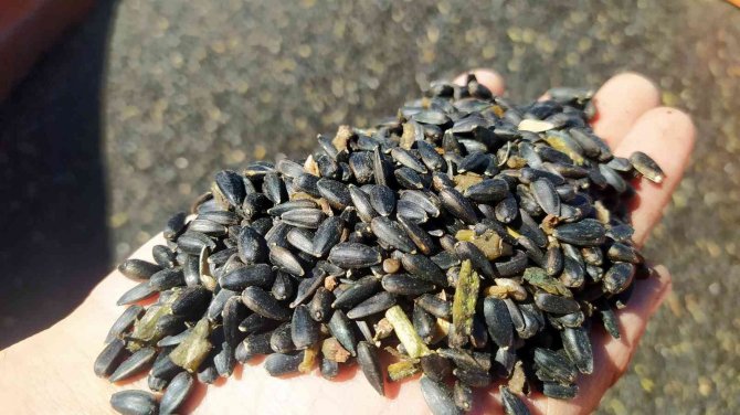 Diğer Ürünlere Göre Maliyeti Düşük, Hasadı Devam Ediyor