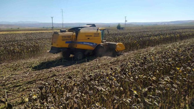 Diğer Ürünlere Göre Maliyeti Düşük, Hasadı Devam Ediyor
