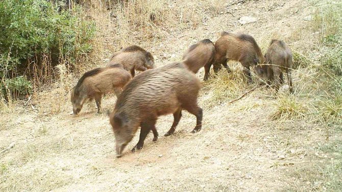Yaban Hayatı Fotokapanla Görüntülendi