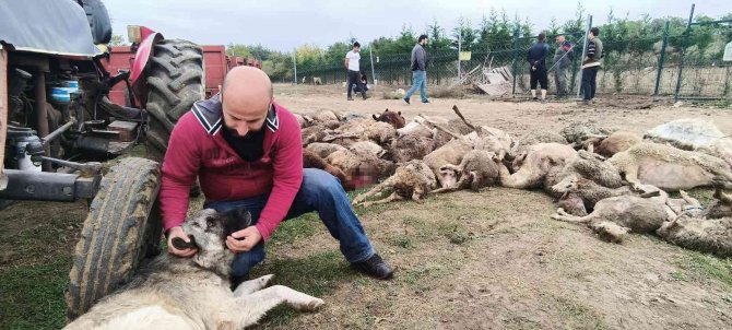 Başıboş Köpekler Birçoğu Gebe 41 Koyunu Telef Etti