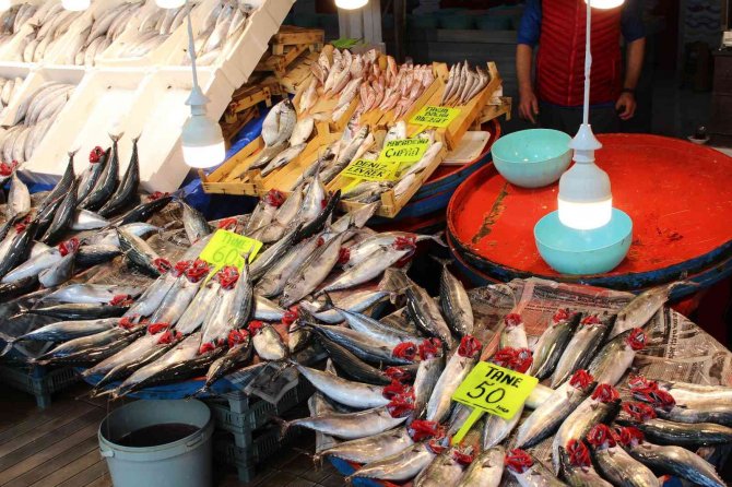 Bandırma’da Palamut Rekor Kırdı