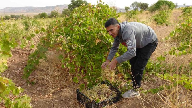 Gercüş’te Bağ Bozumu Festivali Düzenlendi