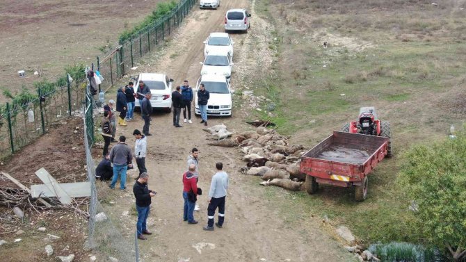 Başıboş Köpekler Birçoğu Gebe 41 Koyunu Telef Etti