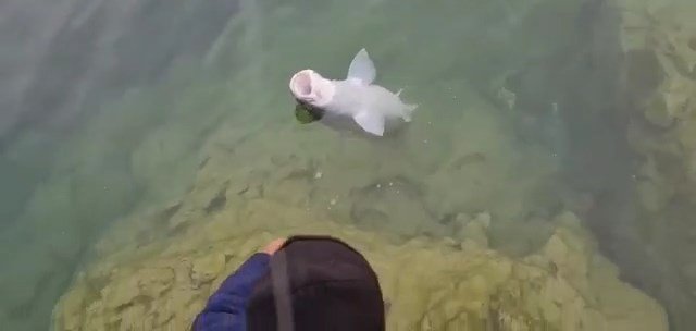 Elazığlı Balıkçılar, Olta İle 1.5 Metrelik Balık Tuttu