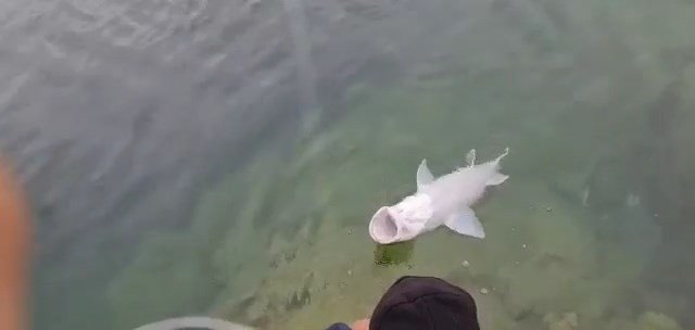 Elazığlı Balıkçılar, Olta İle 1.5 Metrelik Balık Tuttu