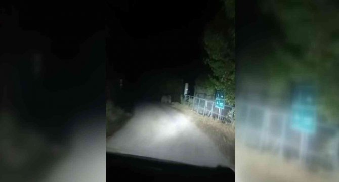Ayılar Köyün İçinde Otomobilin Işığıyla Süratle Koştu