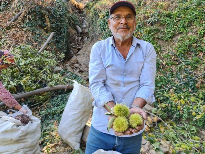 Tire’de Kestane Hasadı Başladı