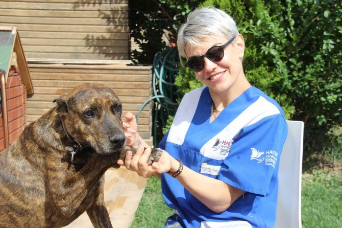 Hayvanseverlerden Canlı Hayvanların İnternetten Katalogla Satılmasına Tepki