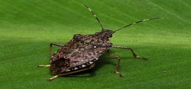 Soydan: “Kahverengi Kokarca Ciddi Bir Şekilde Görülüyor, Fındık İçin Ciddi Bir Zararlı”