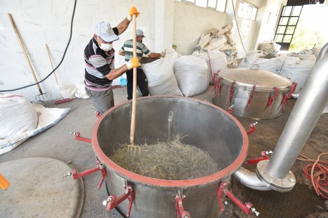 Karatay’ın Lavantası Ekonomiye Katkı Sağlıyor