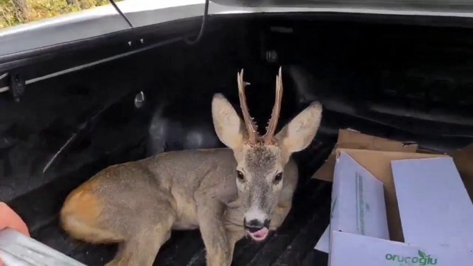 Tedavisi Yapılan Yaralı Karaca Doğaya Salındı