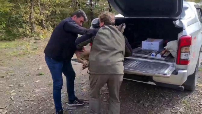 Tedavisi Yapılan Yaralı Karaca Doğaya Salındı