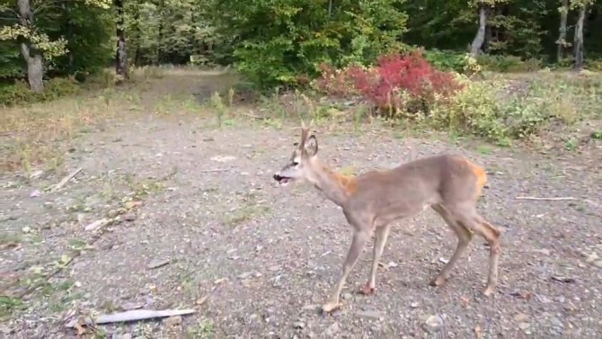 Tedavisi Yapılan Yaralı Karaca Doğaya Salındı