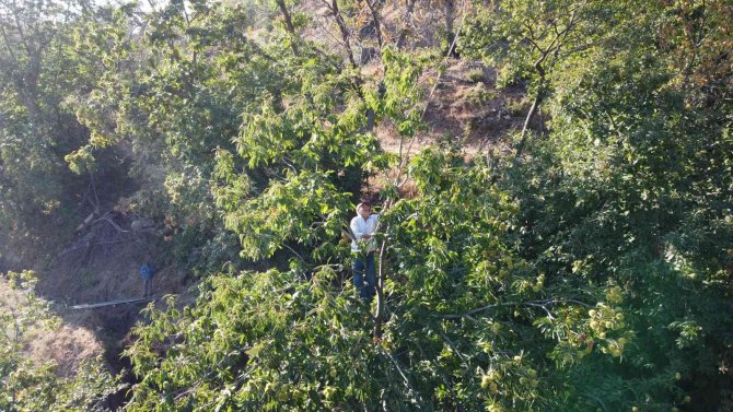 Tire’de Kestane Hasadı Başladı