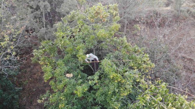 Aydın’ın Dağlarında Hareketlilik Başladı, Kestane Üreticilerini Hasat Telaşı Sardı