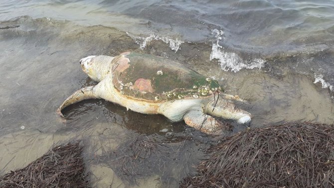 Hedef Dışı Av Olan Deniz Kaplumbağası Karaya Vurdu