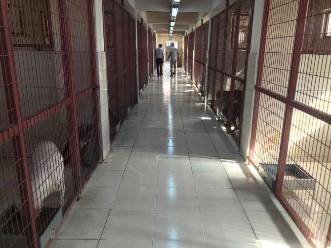 Geçici Hayvan Bakımevi Rehabilitasyon Merkezi’nde 5 Yılda 8 Bin Hayvan Tedavi Edildi