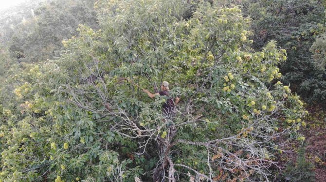 Aydın’ın Dağlarında Hareketlilik Başladı, Kestane Üreticilerini Hasat Telaşı Sardı
