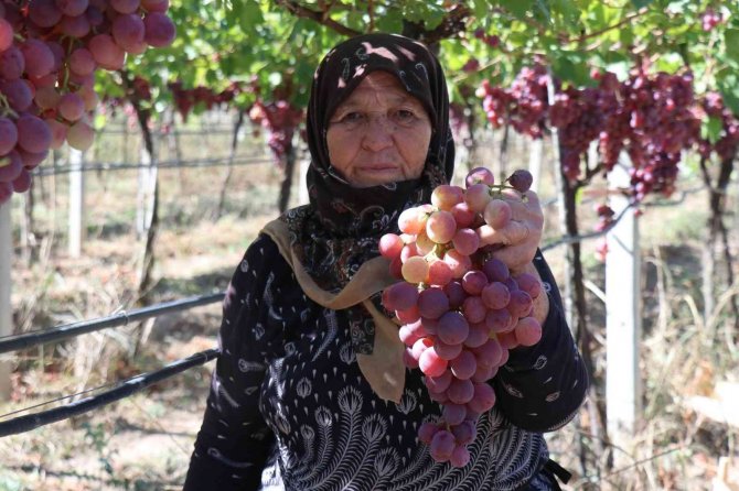 Üzüm Üreticinin Yüzünü Güldürüyor