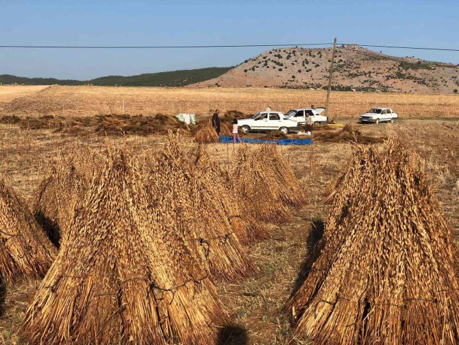 Susamın Zorlu Hasadı