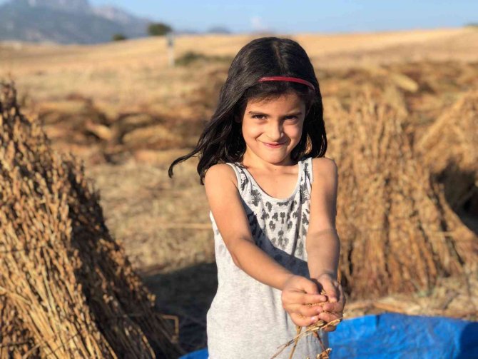 Susamın Zorlu Hasadı