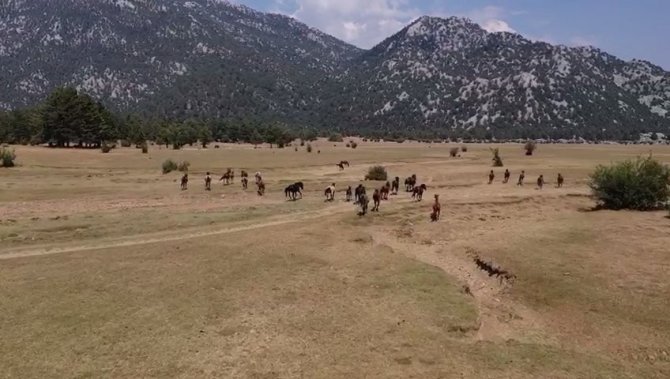 Antalya’nın ’Vahşi Güzelliği’ Yılkı Atları Turistlerin İlgi Odağı Oldu