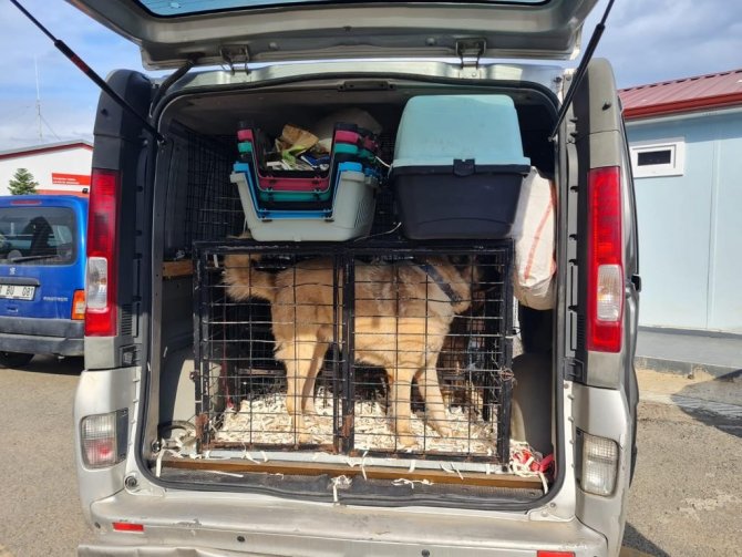 Sel Mağduru Sahipsiz Canlar Yeni Yuvalarına Kavuşuyor