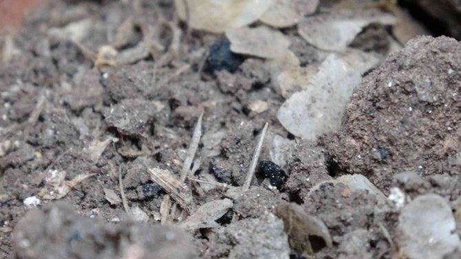 1600 Yıllık Balık Kılçığı Ve Pulları Bulundu