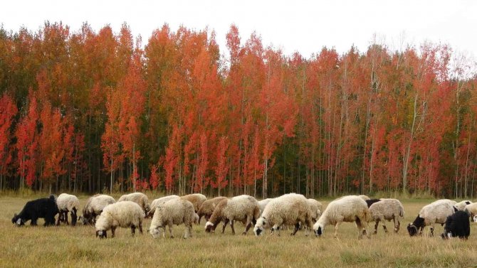 Kırmızıya Bürünen Ağaçların Renk Cümbüşü