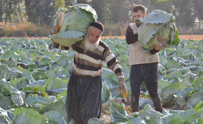 Tanesi 50 Kilo Geliyor: Dev Lahanaların Hasadı Başladı