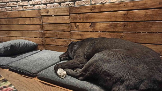 Havalar Soğudu Kafeler Sokak Hayvanlarına Ev Oldu