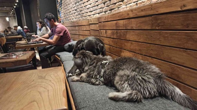 Havalar Soğudu Kafeler Sokak Hayvanlarına Ev Oldu