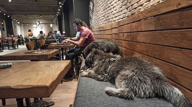 Havalar Soğudu Kafeler Sokak Hayvanlarına Ev Oldu